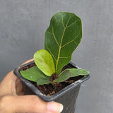 Fiddle Leaf Fig in 3” Nursery Pot - Ficus Lyrata Plant - Indoor Houseplant - Easy Care Tropical Plant - Live Plant Gift