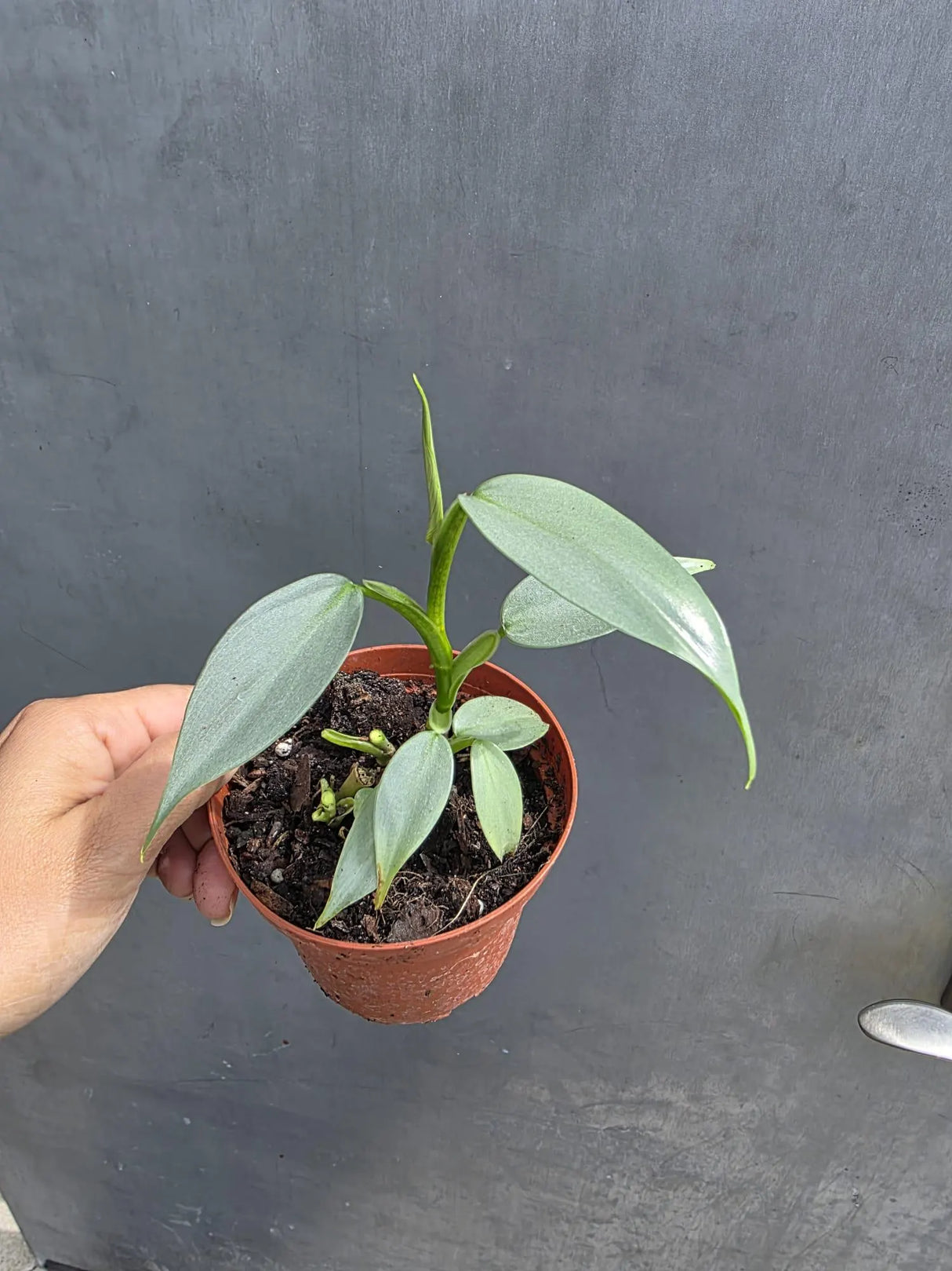 Philodendron Silver Sword Plant in 2" Nursery Pot - Silver Leaf Houseplant - Indoor Tropical Plant - Live Houseplant