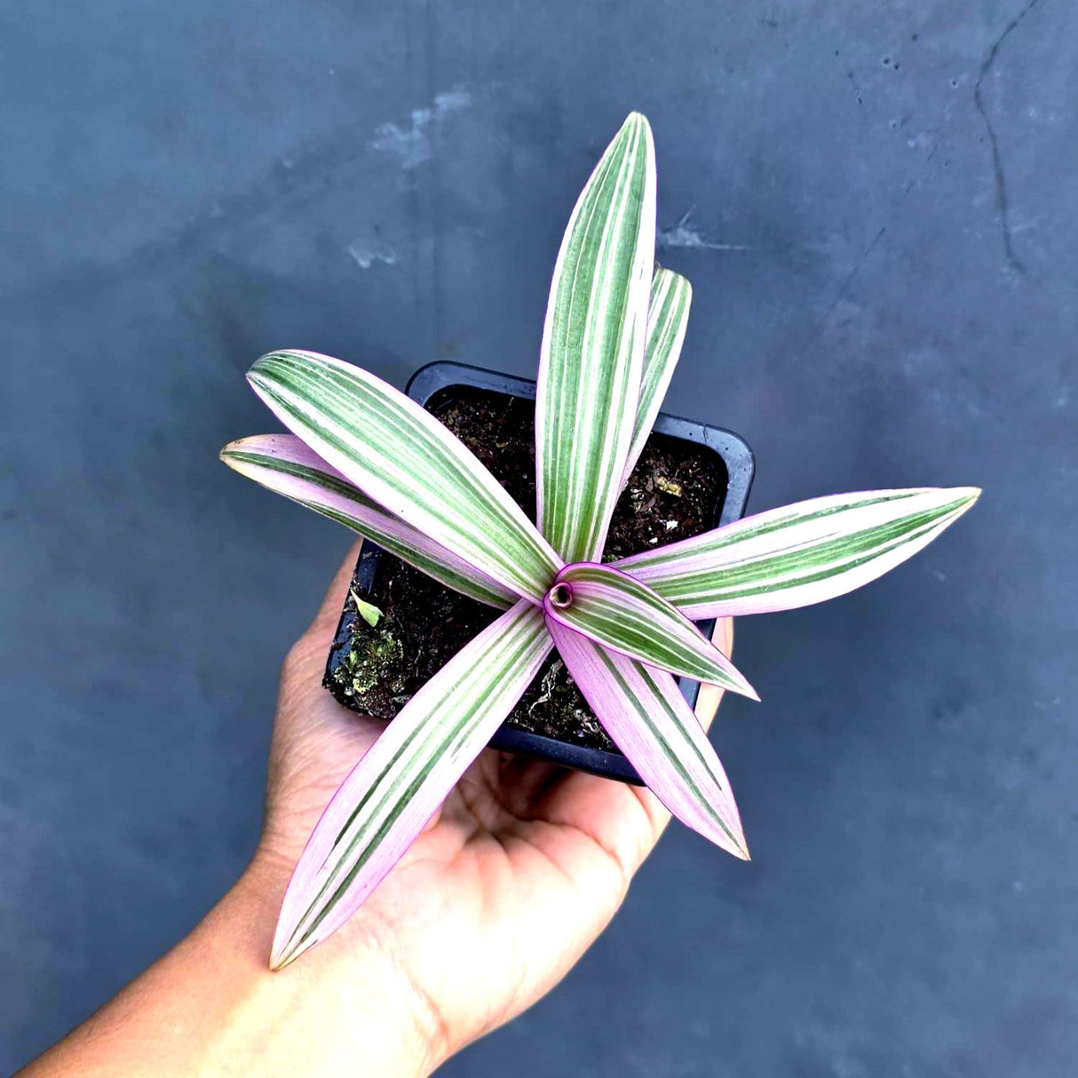 Rhoeo Tricolor Plant in a 2" Nursery Pot - Moses in The Cradle - Tradescantia Spathacea - Live Houseplant