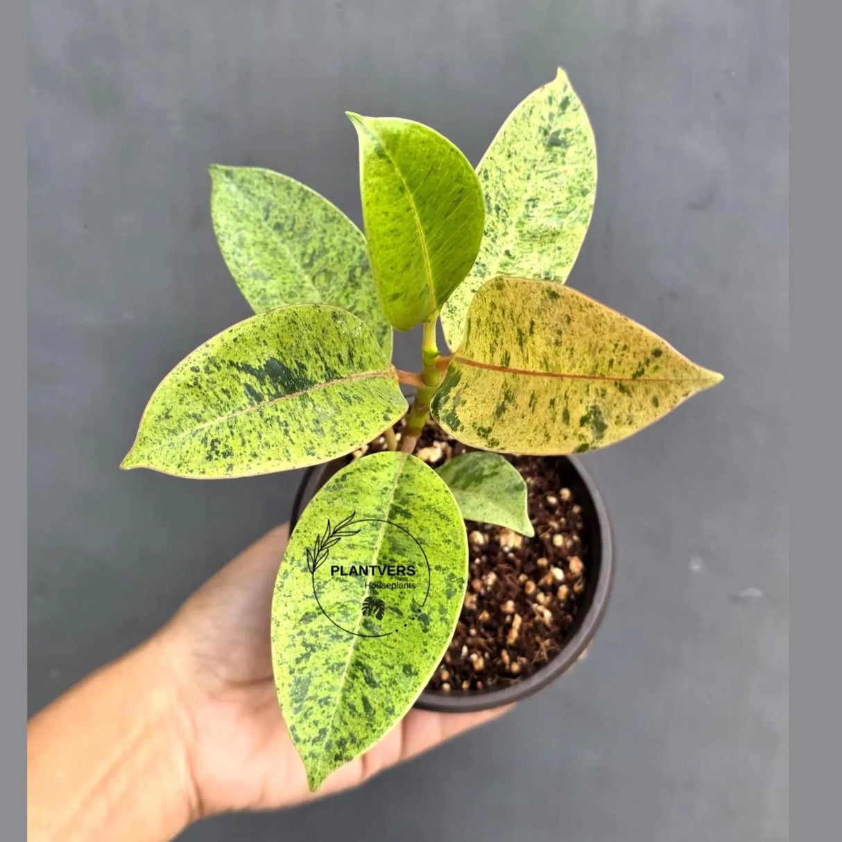 Ficus Shivereana Variegated in 4” Nursery Pot - Rare Variegated Rubber Plant - Ficus Elastica Shivereana Moonshine - Indoor Houseplant
