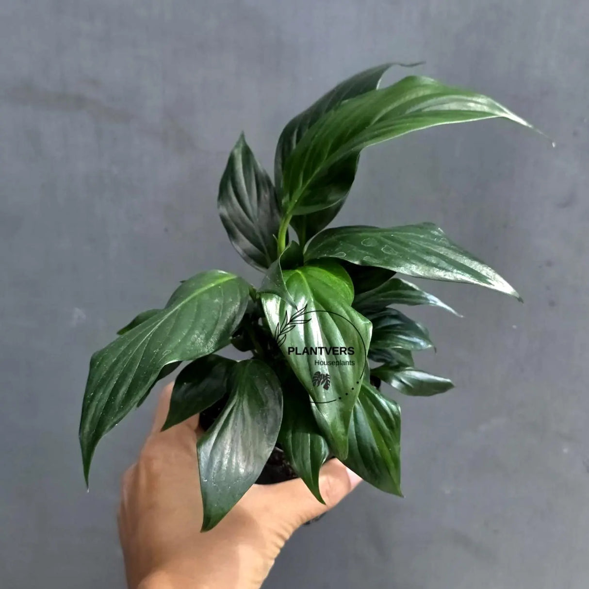 Green Peace Lily in 3” Nursery Pot - Spathiphyllum Plant - Air Purifying Indoor Houseplant - Easy Care Low Light Plant - Live Plant Gift