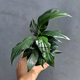 Green Peace Lily in 3” Nursery Pot - Spathiphyllum Plant - Air Purifying Indoor Houseplant - Easy Care Low Light Plant - Live Plant Gift