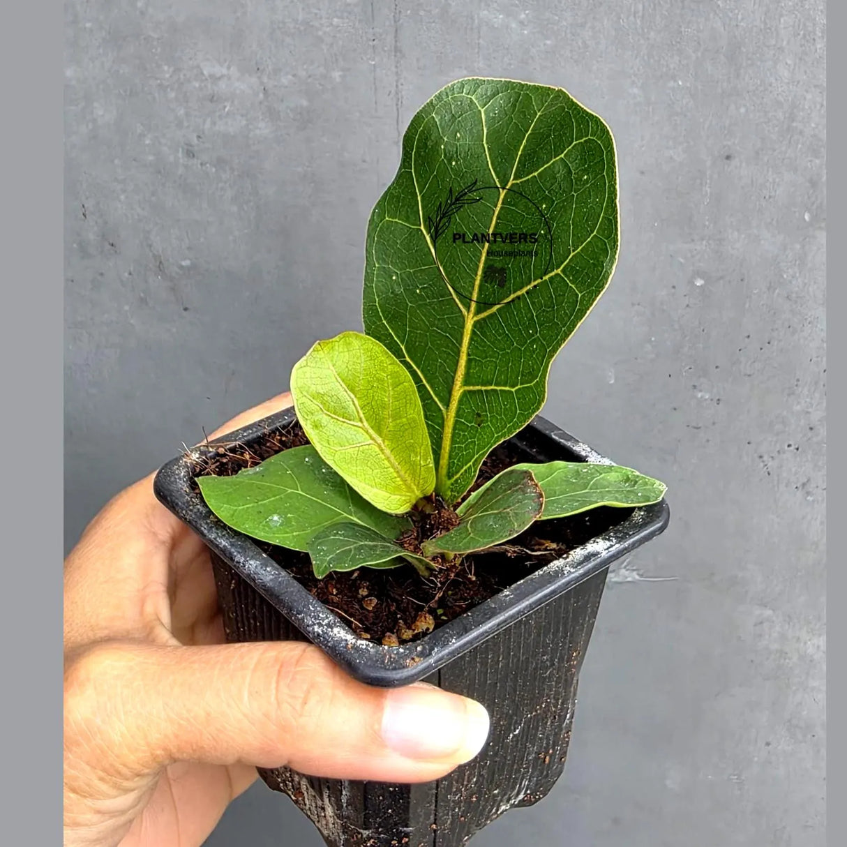 Fiddle Leaf Fig in 3” Nursery Pot - Ficus Lyrata Plant - Indoor Houseplant - Easy Care Tropical Plant - Live Plant Gift