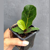 Fiddle Leaf Fig in 3” Nursery Pot - Ficus Lyrata Plant - Indoor Houseplant - Easy Care Tropical Plant - Live Plant Gift