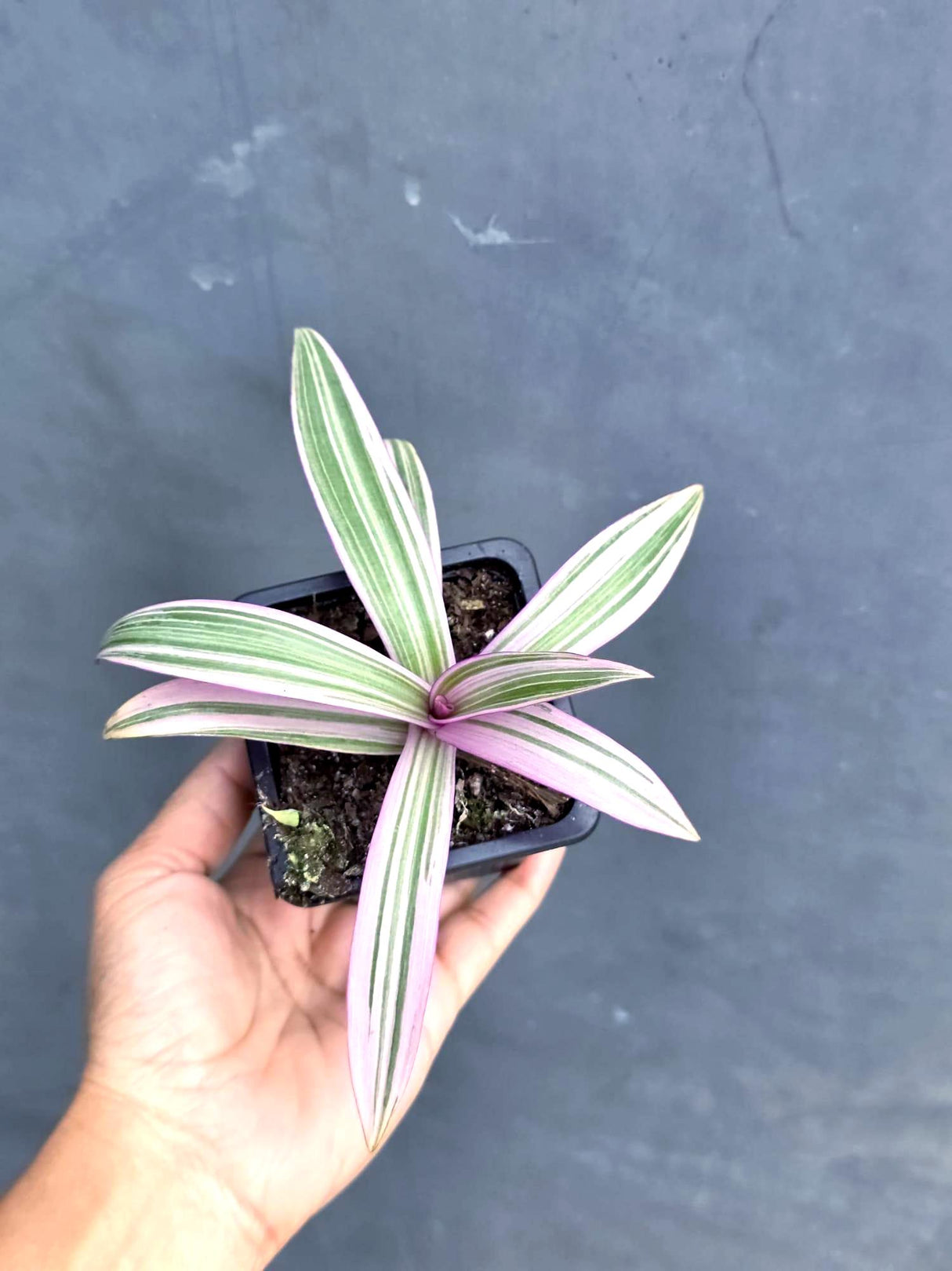 Rhoeo Tricolor Plant in a 2" Nursery Pot - Moses in The Cradle - Tradescantia Spathacea - Live Houseplant