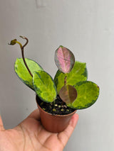 Hoya Australis in 2” Nursery Pot - Wax Plant Indoor Vine - Easy Care Hoya Houseplant - Live Tropical Plant - Plant Lover Gift