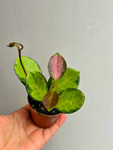 Hoya Australis in 2” Nursery Pot - Wax Plant Indoor Vine - Easy Care Hoya Houseplant - Live Tropical Plant - Plant Lover Gift