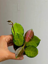 Hoya Australis in 2” Nursery Pot - Wax Plant Indoor Vine - Easy Care Hoya Houseplant - Live Tropical Plant - Plant Lover Gift