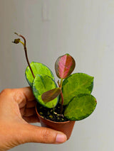 Hoya Australis in 2” Nursery Pot - Wax Plant Indoor Vine - Easy Care Hoya Houseplant - Live Tropical Plant - Plant Lover Gift