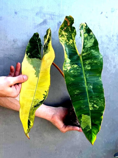 Variegated Philodendron Billietiae Live Plant  - Large Leaves - Grower’s Choice Variegated Aroid - Non Exact Plant