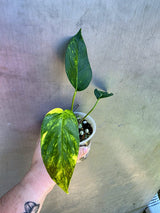 Variegated 'Golden Flame' Epipremnum Pinnatum Plant - Yellow Flame EXACT Plant (May-29-25)
