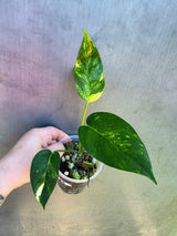 Variegated 'Golden Flame' Epipremnum Pinnatum Plant - Yellow Flame EXACT Plant (May-29-25)