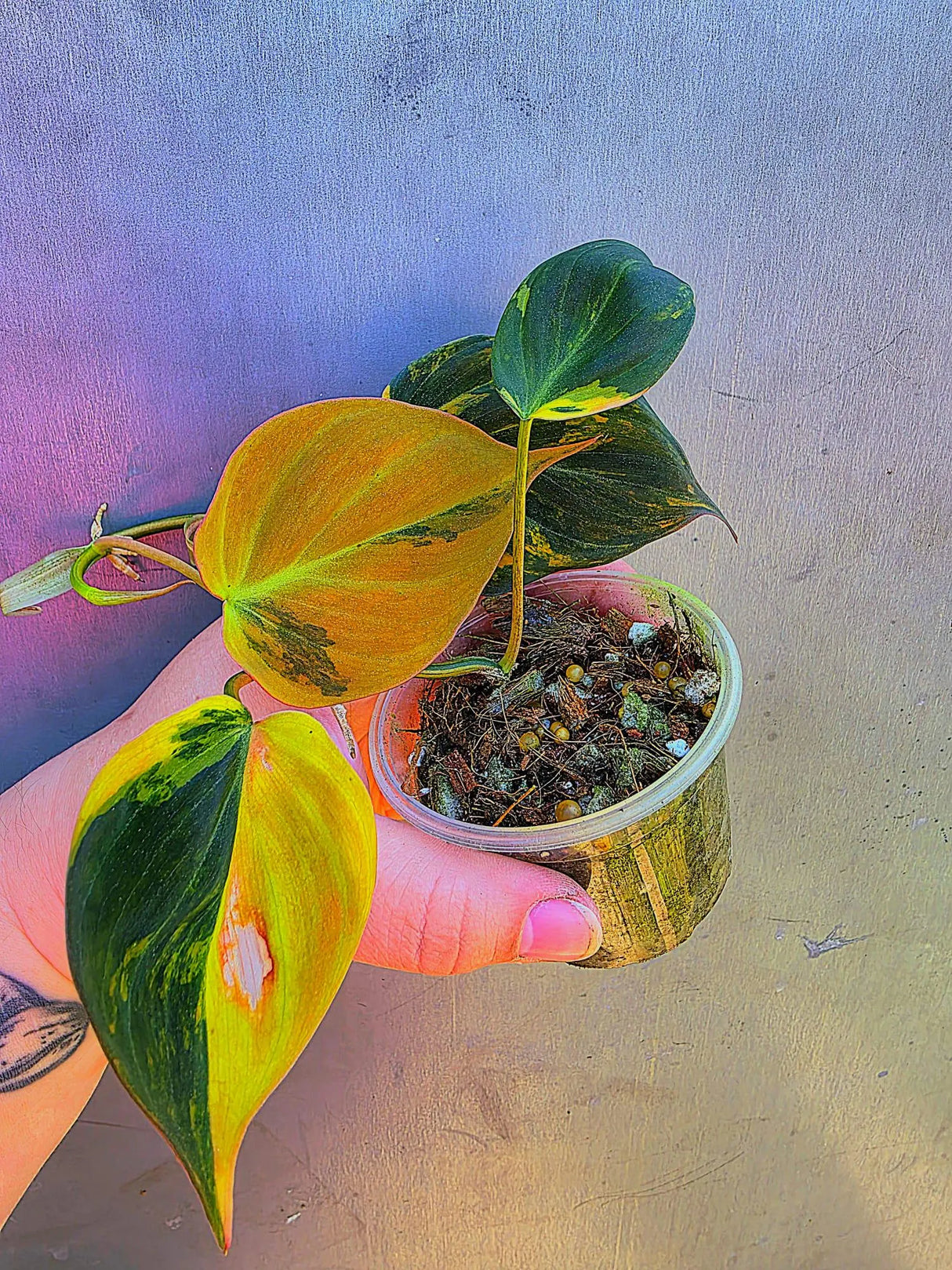 Variegated Philodendron Mican Aurea - Exact Plant - US Seller (May-29-28)