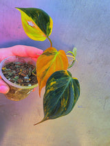 Variegated Philodendron Mican Aurea - Exact Plant - US Seller (May-29-28)