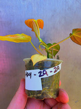 Variegated Philodendron Mican Aurea - Exact Plant - US Seller (May-29-29)