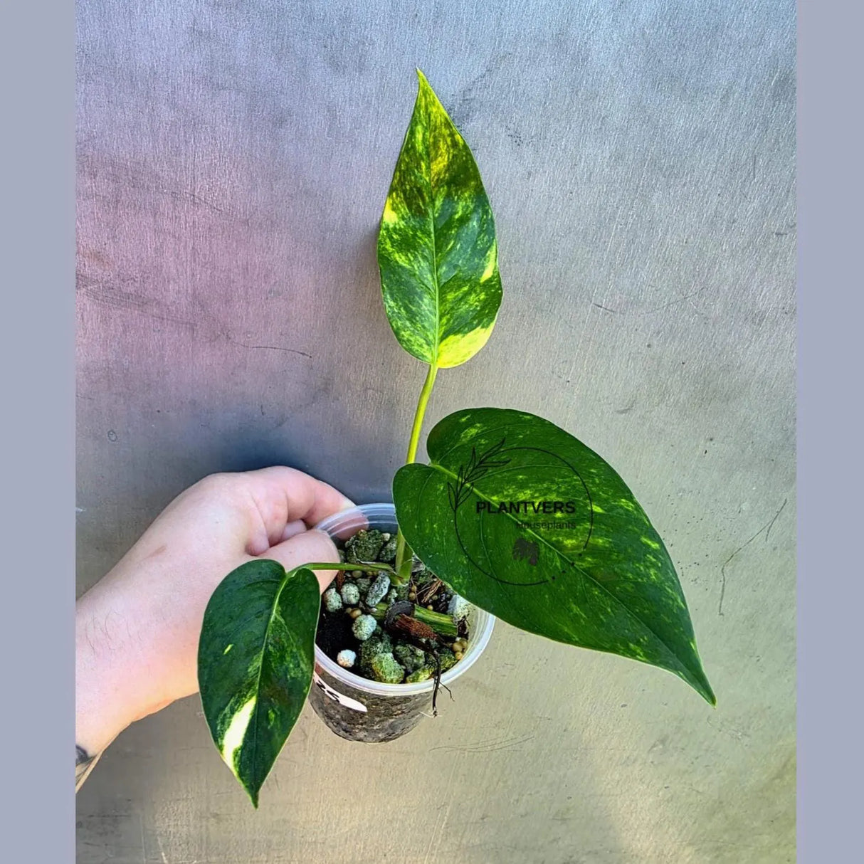 Variegated 'Golden Flame' Epipremnum Pinnatum Plant - Yellow Flame EXACT Plant (May-29-25)