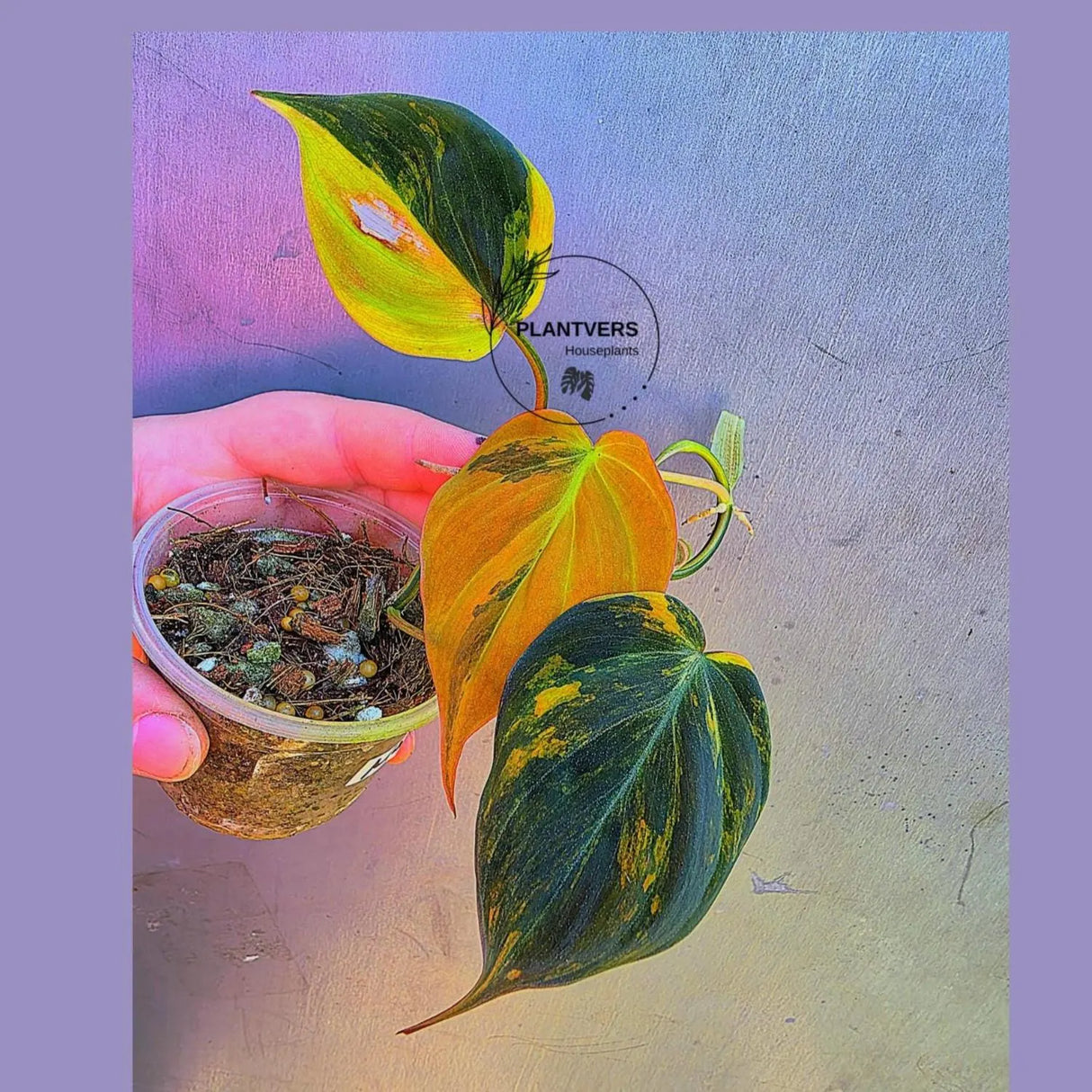 Variegated Philodendron Mican Aurea - Exact Plant - US Seller (May-29-28)