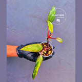 Variegated Philodendron Strawberry Shake Live Plant - Rare Collector Plant - EXACT Plant - US Seller