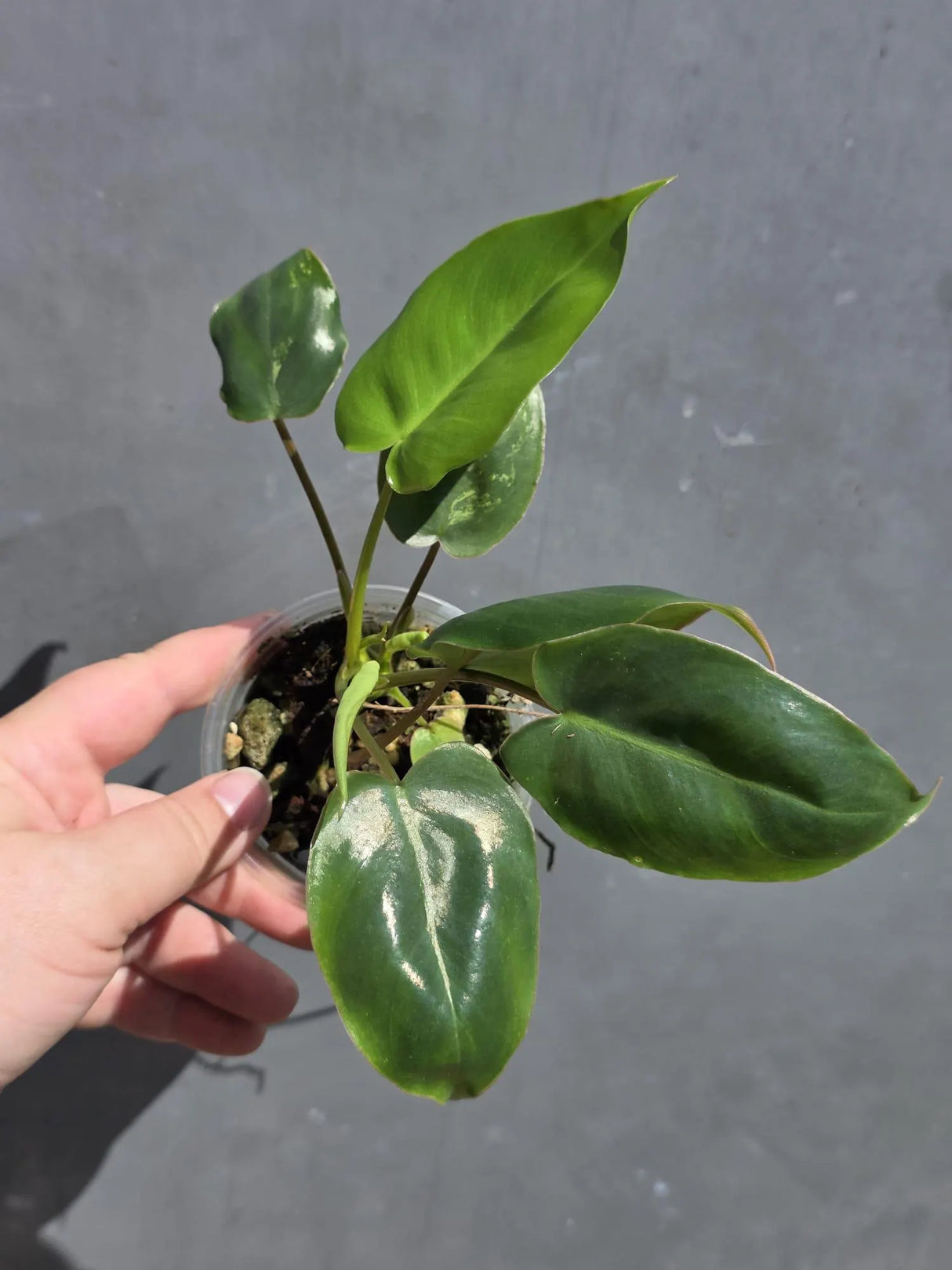 Variegated Burle Marx Philodendron - Rare EXACT Plant -(May-29-93)