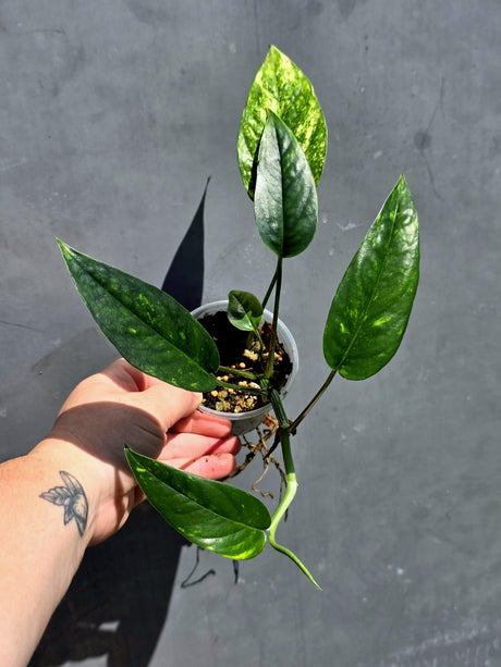 Rare Variegated Golden Flame Epipremnum Pinnatum – Exact Plant – (May-29-96)