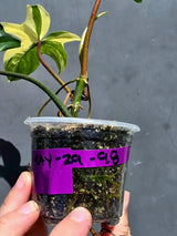 Variegated Philodendron Florida Beauty – Exact Plant –  (May-29-98)
