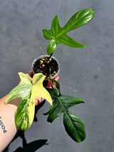 Variegated Philodendron Florida Beauty – Exact Plant –  (May-29-98)