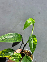 Rare Variegated Golden Flame Epipremnum Pinnatum – Exact Plant – (May-29-97)