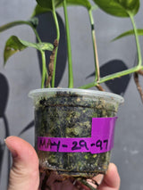Rare Variegated Golden Flame Epipremnum Pinnatum – Exact Plant – (May-29-97)
