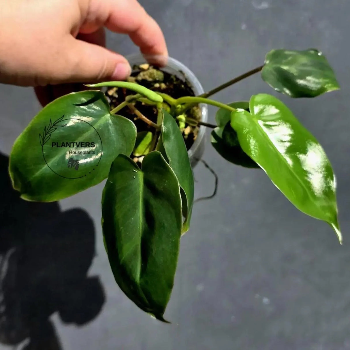 Variegated Burle Marx Philodendron - Rare EXACT Plant -(May-29-93)