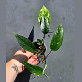 Rare Variegated Golden Flame Epipremnum Pinnatum – Exact Plant – (May-29-96)