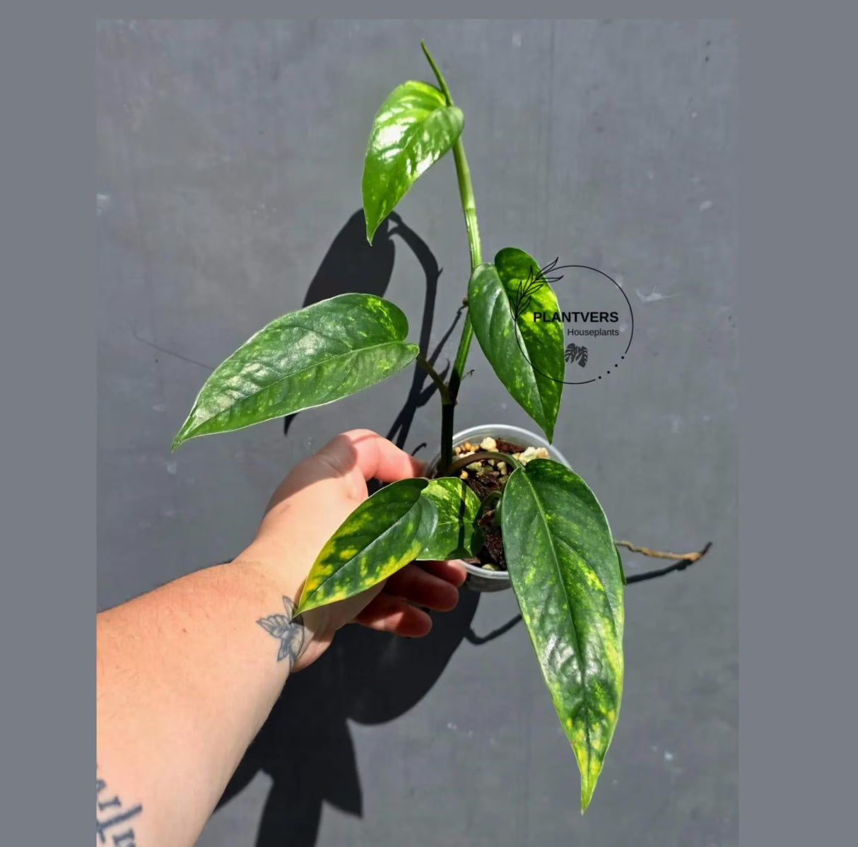 Rare Variegated Golden Flame Epipremnum Pinnatum – Exact Plant – (May-29-97)