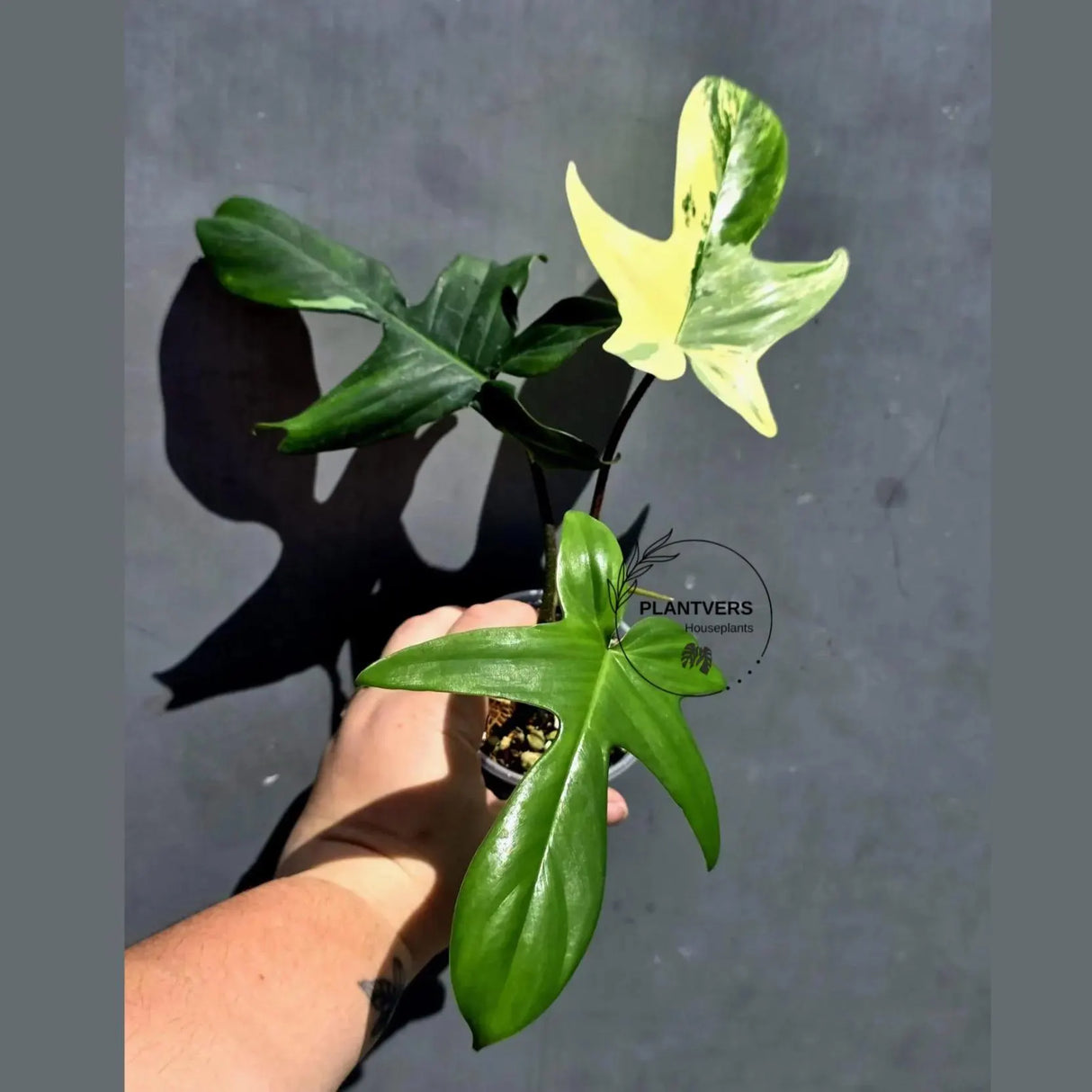 Variegated Philodendron Florida Beauty – Exact Plant –  (May-29-98)