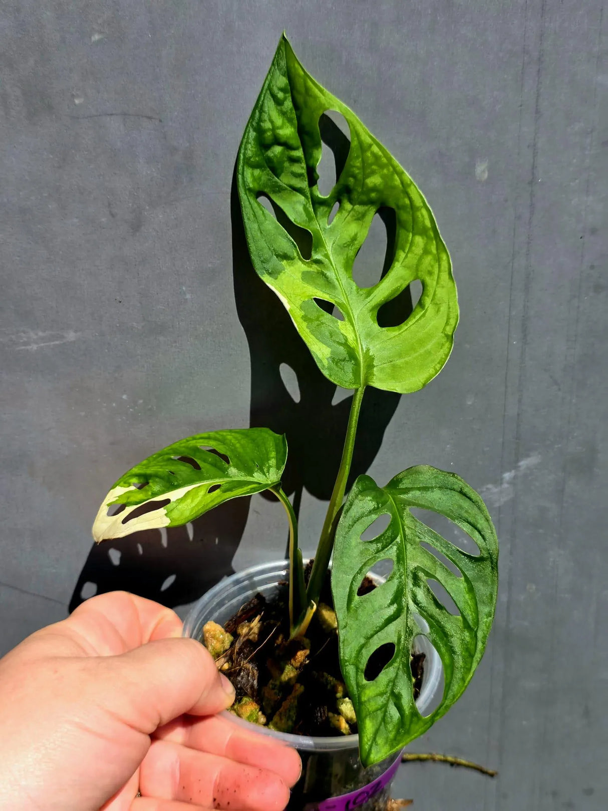 Variegated Monstera Adansonii Albo - Swiss Cheese Plant - (May-29-102)