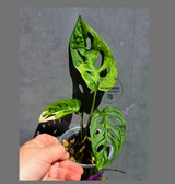 Variegated Monstera Adansonii Albo - Swiss Cheese Plant - (May-29-102)