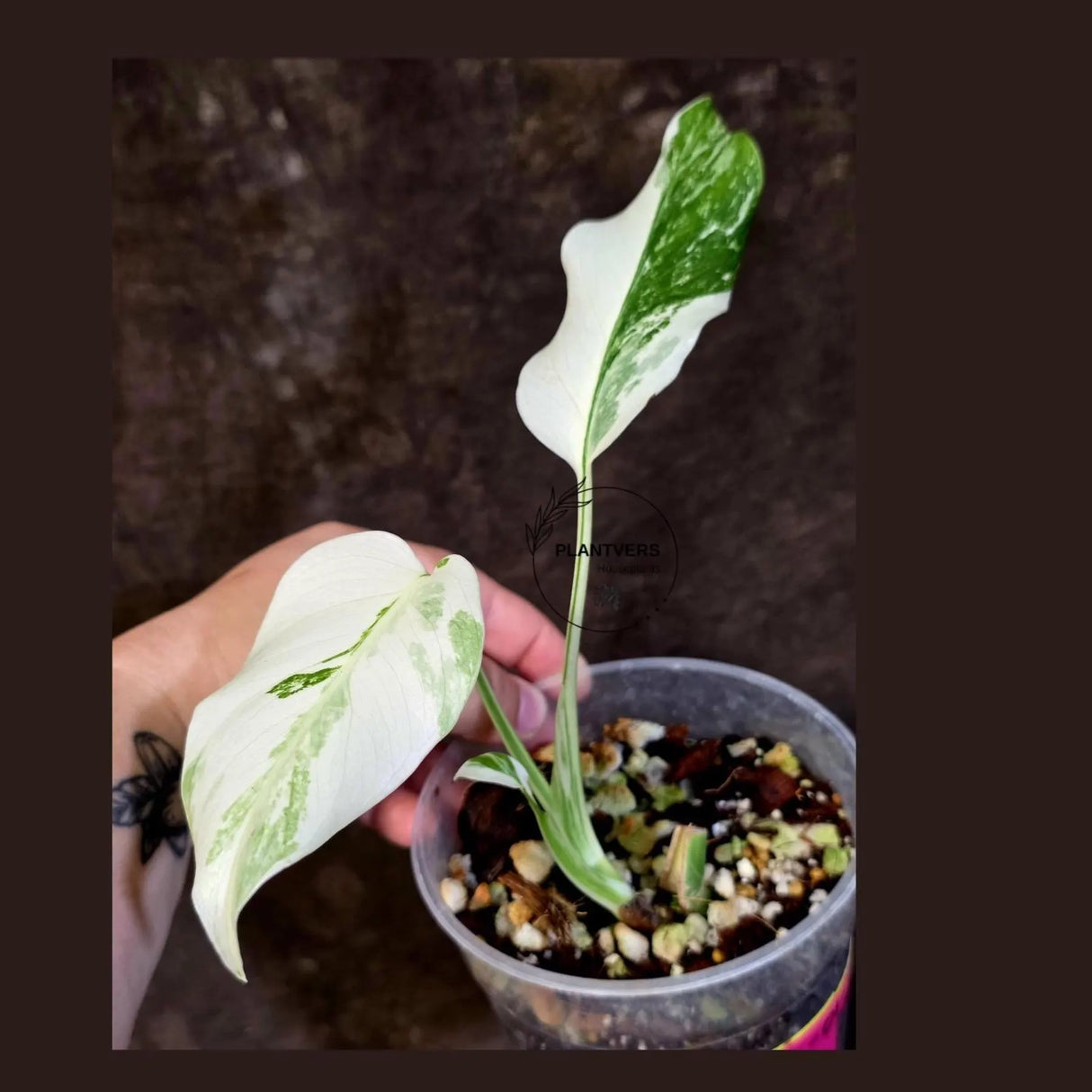 Variegated Monstera Albo - White Monstera Borsigiana Exact Plant- (June-01-20)