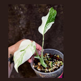Variegated Monstera Albo - White Monstera Borsigiana Exact Plant- (June-01-20)