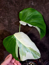Variegated Monstera Albo - White Monstera Borsigiana Exact Plant- (June-01-25)