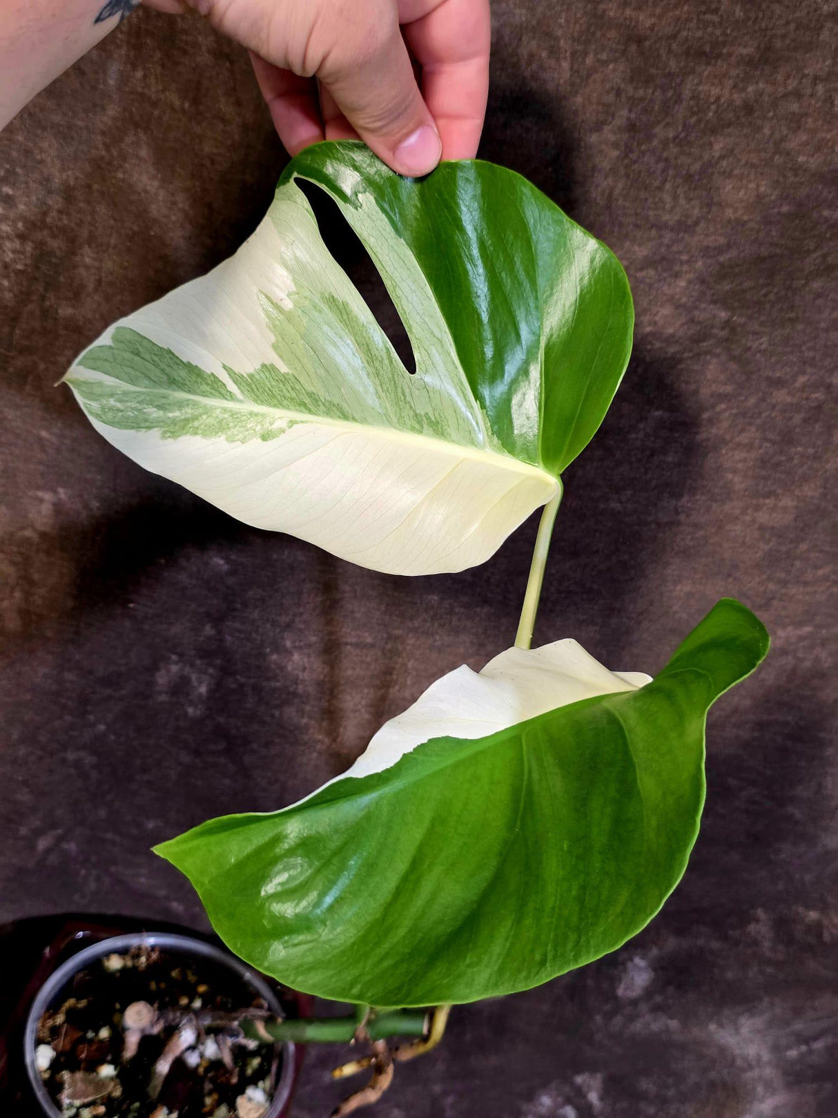Variegated Monstera Albo - White Monstera Borsigiana Exact Plant- (June-01-25)