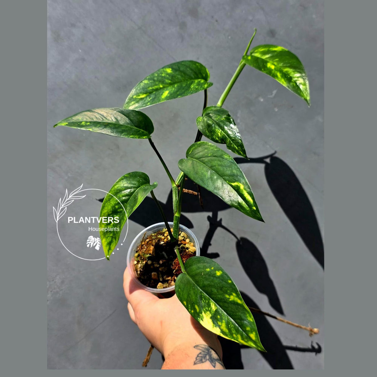 Rare Variegated Golden Flame Epipremnum Pinnatum – Exact Plant – (May-29-105)
