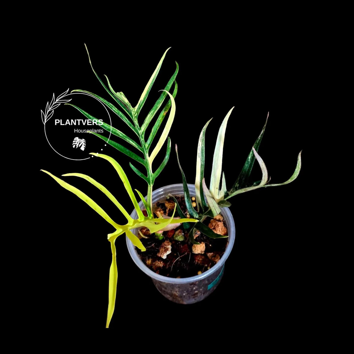 Rare Philodendron Tortum Albo Variegated - Exotic Indoor Plant - EXACT Plant - US Seller (June-4-02)
