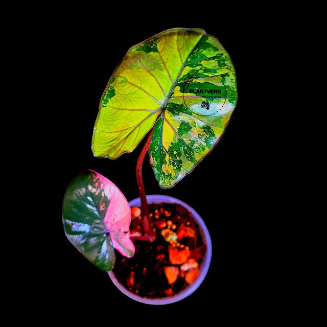 Alocasia Pink Serendipty