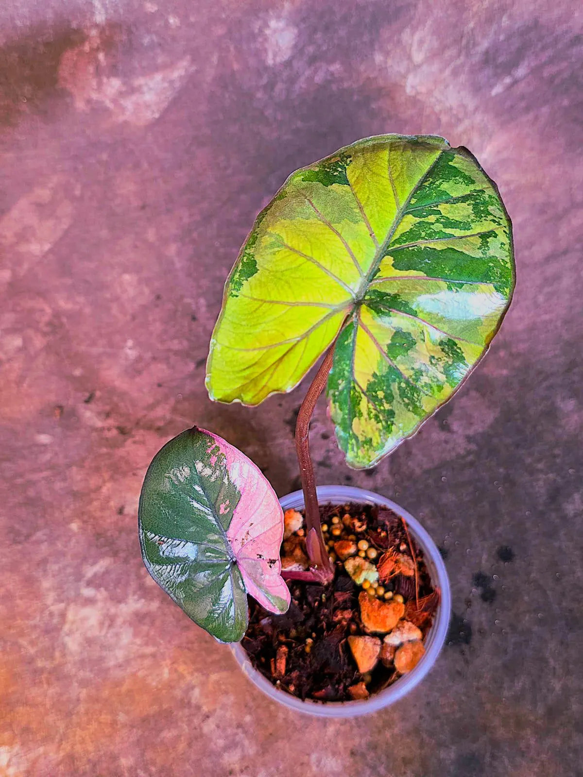 Alocasia Pink Serendipity Variegated - Rare Collector Exact Plant - US Seller (June-4-05)