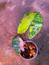 Alocasia Pink Serendipity Variegated - Rare Collector Exact Plant - US Seller (June-4-05)