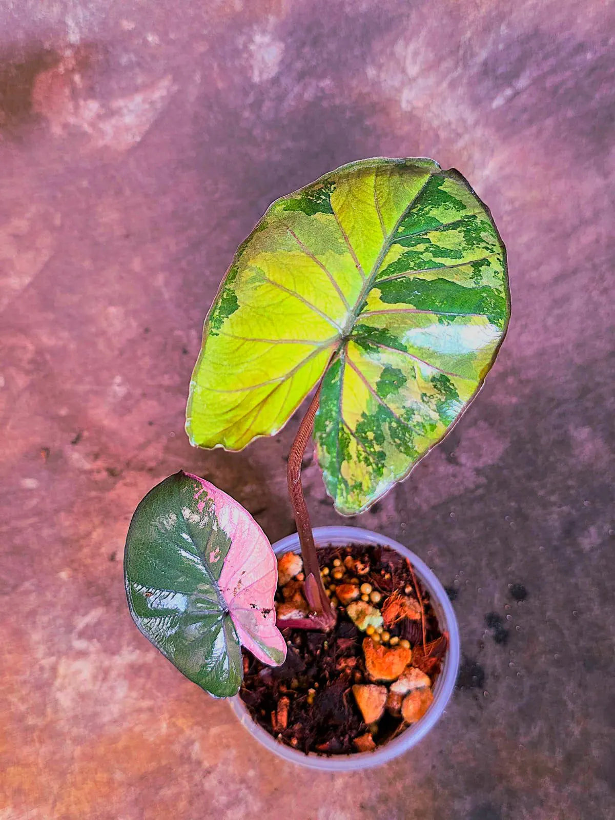 Alocasia Pink Serendipity Variegated - Rare Collector Exact Plant - US Seller (June-4-05)