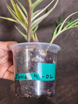 Rare Philodendron Tortum Albo Variegated - Exotic Indoor Plant - EXACT Plant - US Seller (June-4-02)