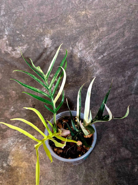Rare Philodendron Tortum Albo Variegated - Exotic Indoor Plant - EXACT Plant - US Seller (June-4-02)