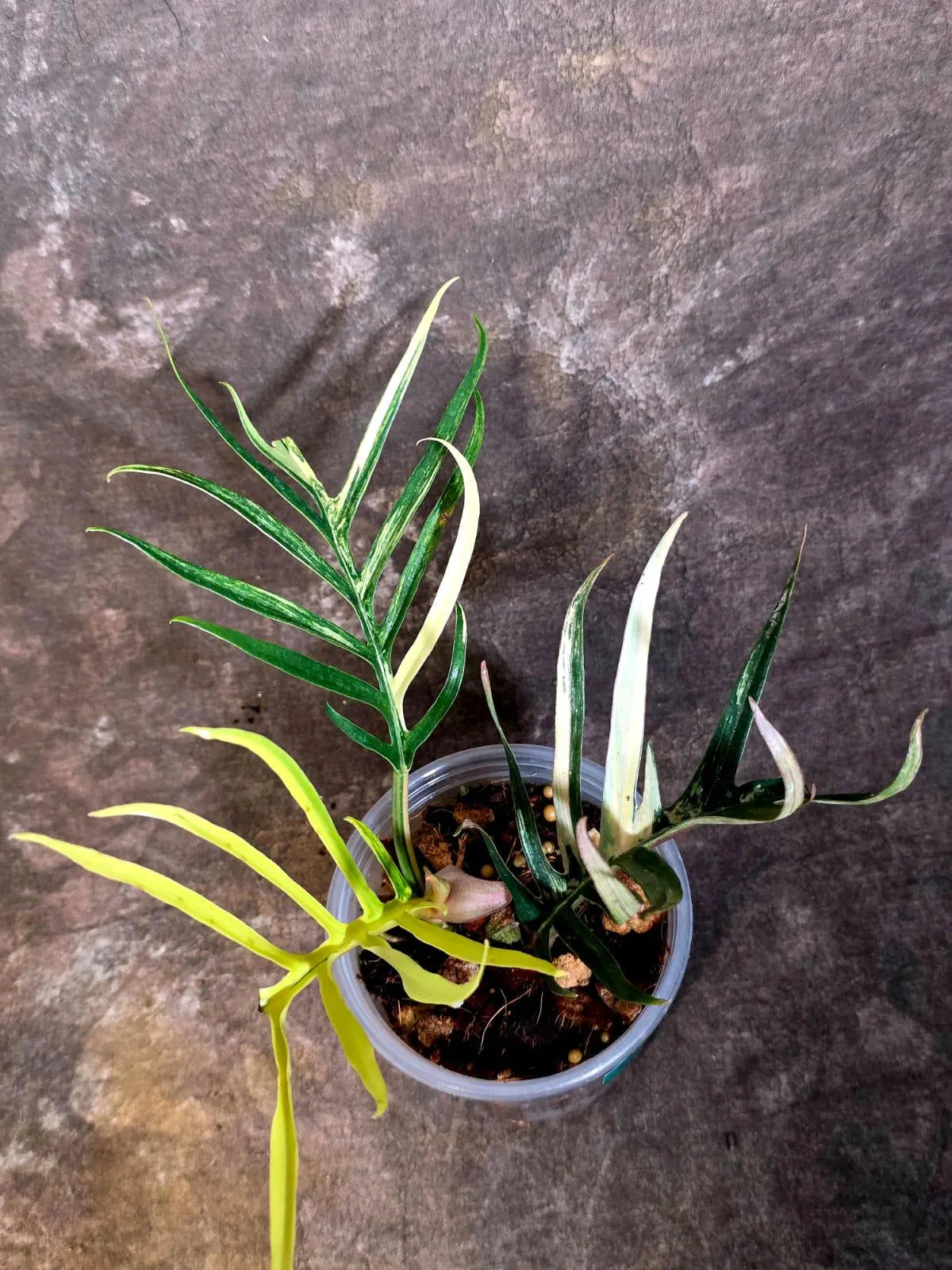 Rare Philodendron Tortum Albo Variegated - Exotic Indoor Plant - EXACT Plant - US Seller (June-4-02)