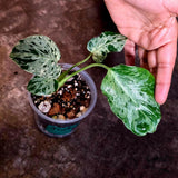 Rare Monstera Bulbasaur Variegated Plant - Mint Variegation - Exact Plant (June-4-03)