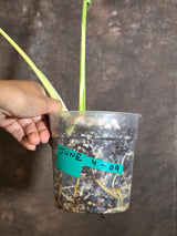 Rare Monstera Bulbasaur Variegated Plant - Mint Variegation - Exact Plant (June-4-09)