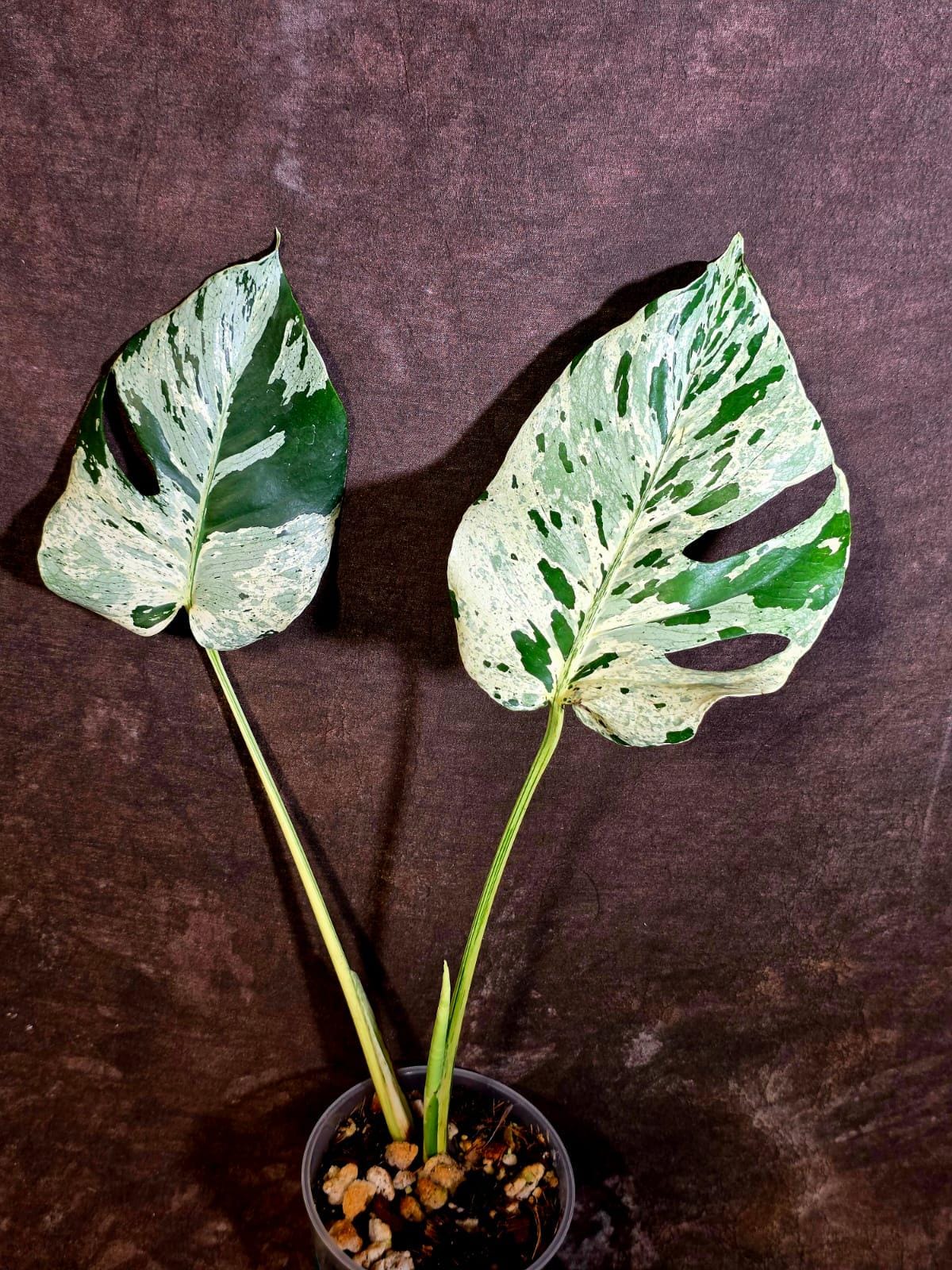 Rare Monstera Bulbasaur Variegated Plant - Mint Variegation - Exact Plant (June-4-09)